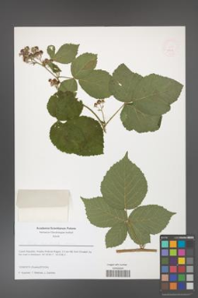 Rubus capitulatus [KOR 51618]