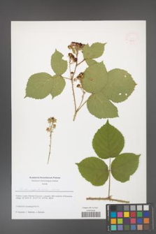 Rubus capitulatus [KOR 51621]