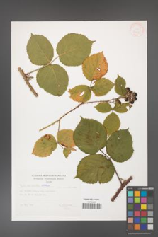 Rubus capitulatus [KOR 32413]
