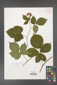 Rubus capitulatus [KOR 32356]