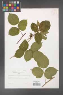 Rubus capitulatus [KOR 32422]