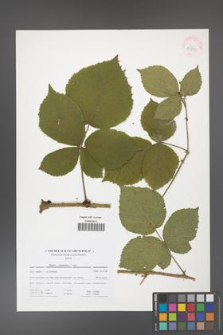 Rubus capitulatus [KOR 41717]