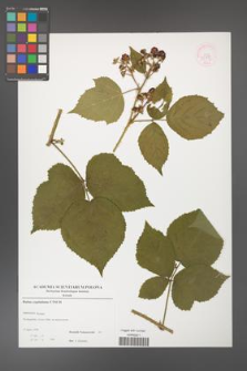 Rubus capitulatus [KOR 52897]