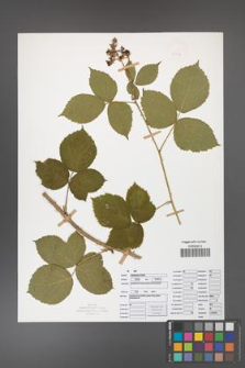 Rubus capitulatus [KOR 50136]