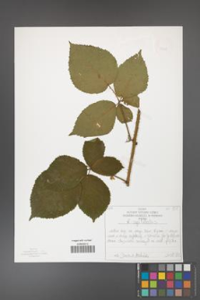 Rubus capitulatus [KOR 50128]