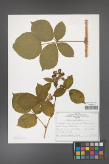 Rubus capitulatus [KOR 50139]