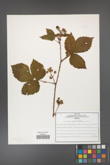Rubus capitulatus [KOR 50138]