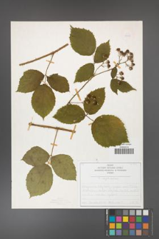 Rubus capitulatus [KOR 50135]