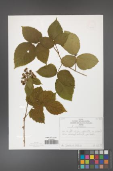 Rubus capitulatus [KOR 50129]