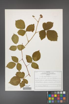 Rubus capitulatus [KOR 50126]
