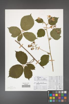Rubus capitulatus [KOR 50125]