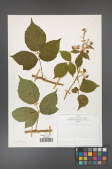 Rubus capitulatus [KOR 50123]