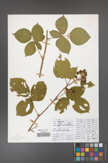 Rubus capitulatus [KOR 50124]