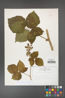 Rubus corylifolius [KOR 53920]