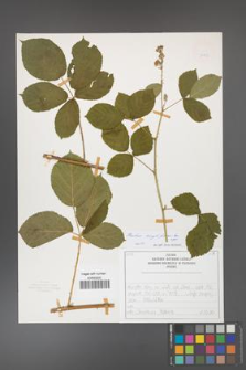 Rubus corylifolius [KOR 50198]