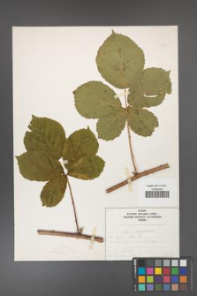 Rubus corylifolius [KOR 50217]