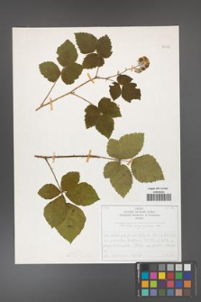 Rubus corylifolius [KOR 50732]
