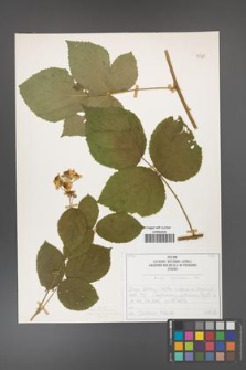 Rubus corylifolius [KOR 50728]