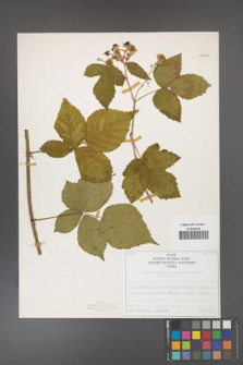 Rubus corylifolius [KOR 50708]