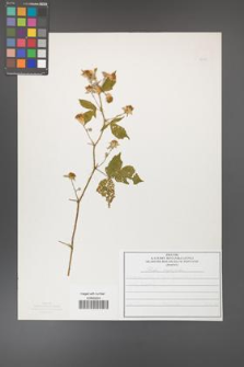 Rubus corylifolius [KOR 50195]