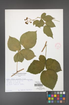 Rubus corylifolius [KOR 51920a]