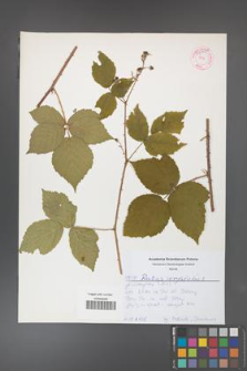 Rubus corylifolius [KOR 53908]