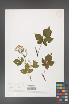 Rubus corylifolius [KOR 37557]