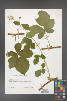 Rubus corylifolius [KOR 25319]