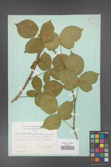 Rubus corylifolius [KOR 23710]