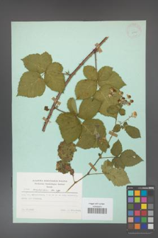 Rubus corylifolius [KOR 23725]