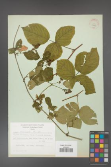 Rubus corylifolius [KOR 31462]