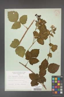 Rubus corylifolius [KOR 31376]