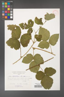 Rubus corylifolius [KOR 29920]