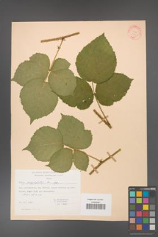 Rubus corylifolius [KOR 31379]