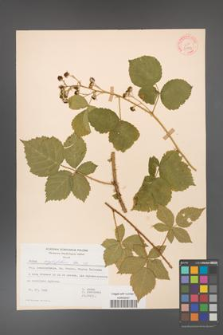 Rubus corylifolius [KOR 31533]