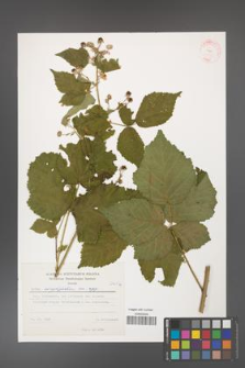 Rubus corylifolius [KOR 31371]