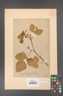 Rubus corylifolius [KOR 52a]