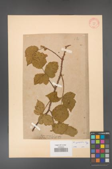 Rubus corylifolius [KOR 62]