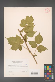 Rubus corylifolius [KOR 7198]