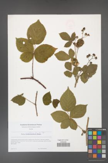 Rubus corylifolius [KOR 49212]