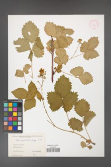 Rubus corylifolius [KOR 10599]