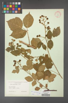 Rubus corylifolius [KOR 10603]