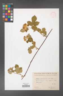 Rubus corylifolius [KOR 713]