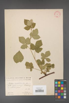 Rubus corylifolius [KOR 689]