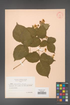 Rubus corylifolius [KOR 10583]
