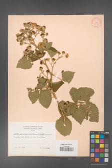 Rubus corylifolius [KOR 10614]