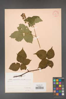 Rubus corylifolius [KOR 10582]