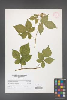 Rubus corylifolius [KOR 44543]