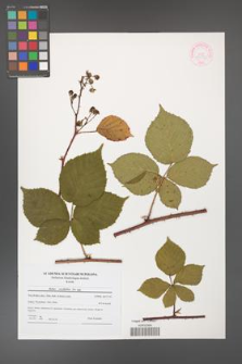 Rubus corylifolius [KOR 44553]