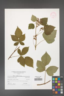 Rubus corylifolius [KOR 44556]